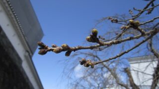 2022年3月21日 桜の様子