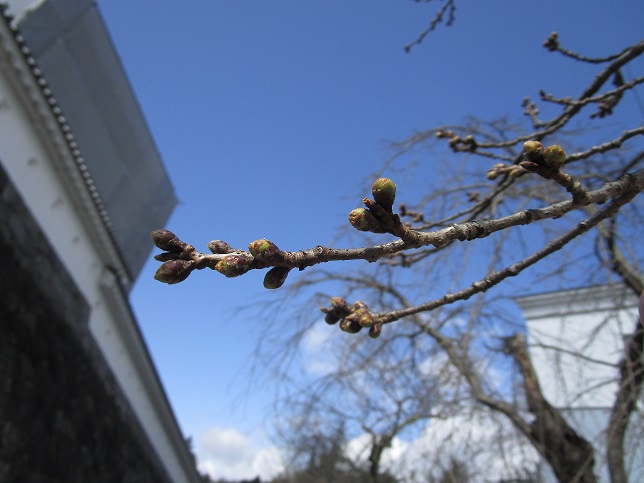 2022年3月21日 桜の様子