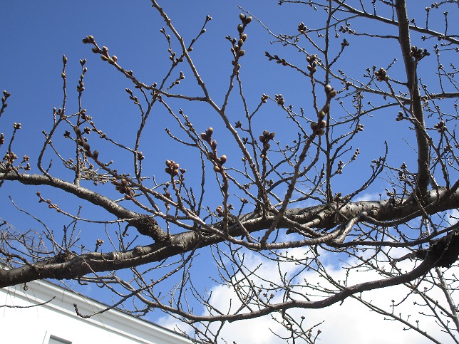 2022年3月21日 桜の様子03