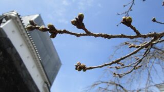 2022年3月23日 桜の様子