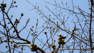 2022年3月25日 桜の様子