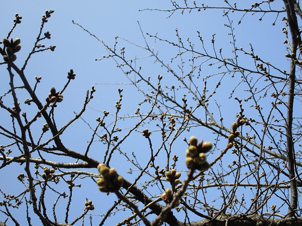 2022年3月25日 桜の様子