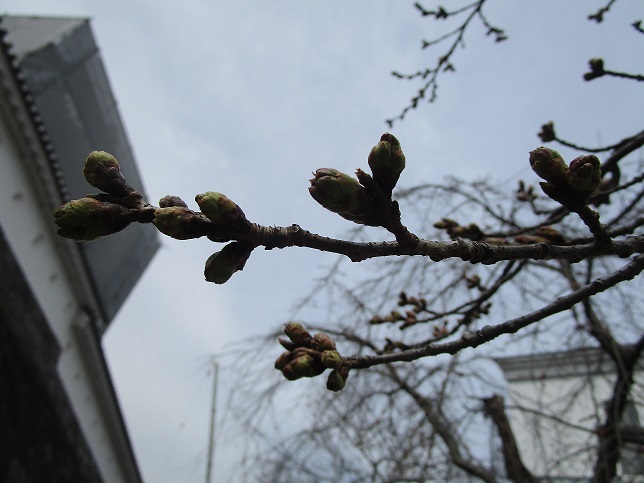 2022年3月29日 桜の様子02