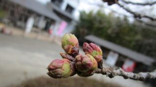 2022年3月29日 桜の様子