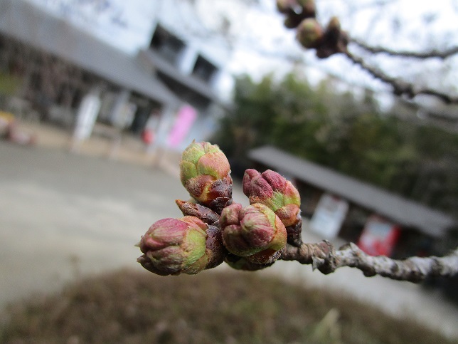 2022年3月29日 桜の様子