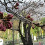 2022年3月31日 桜の様子