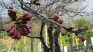 2022年3月31日 桜の様子