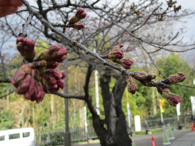 2022年3月31日 桜の様子