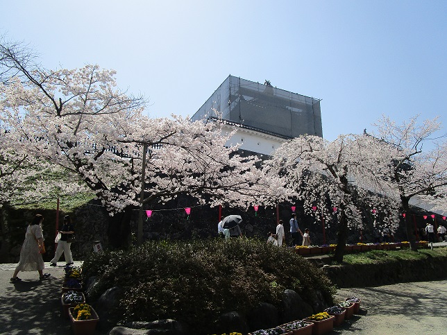 満開の桜