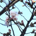 桜の開花宣言