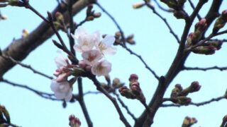 桜の開花宣言