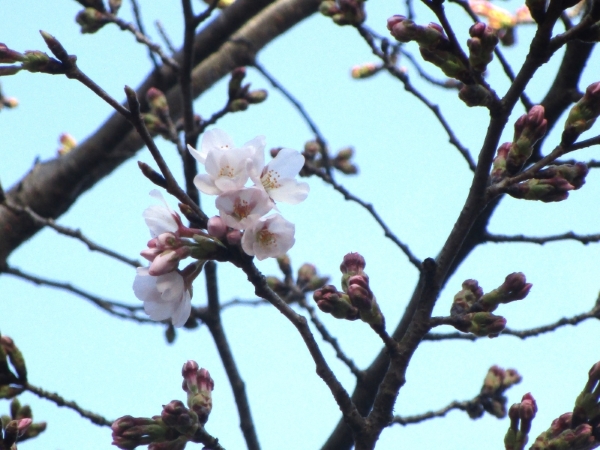 桜の開花宣言