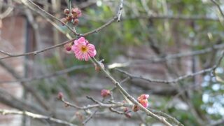 梅の花