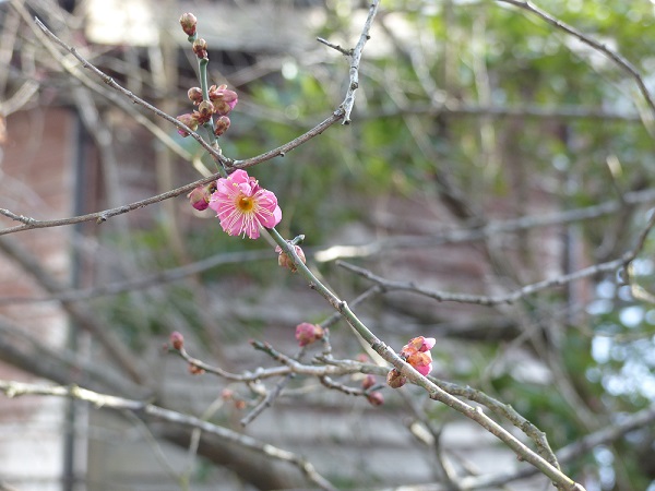 梅の花